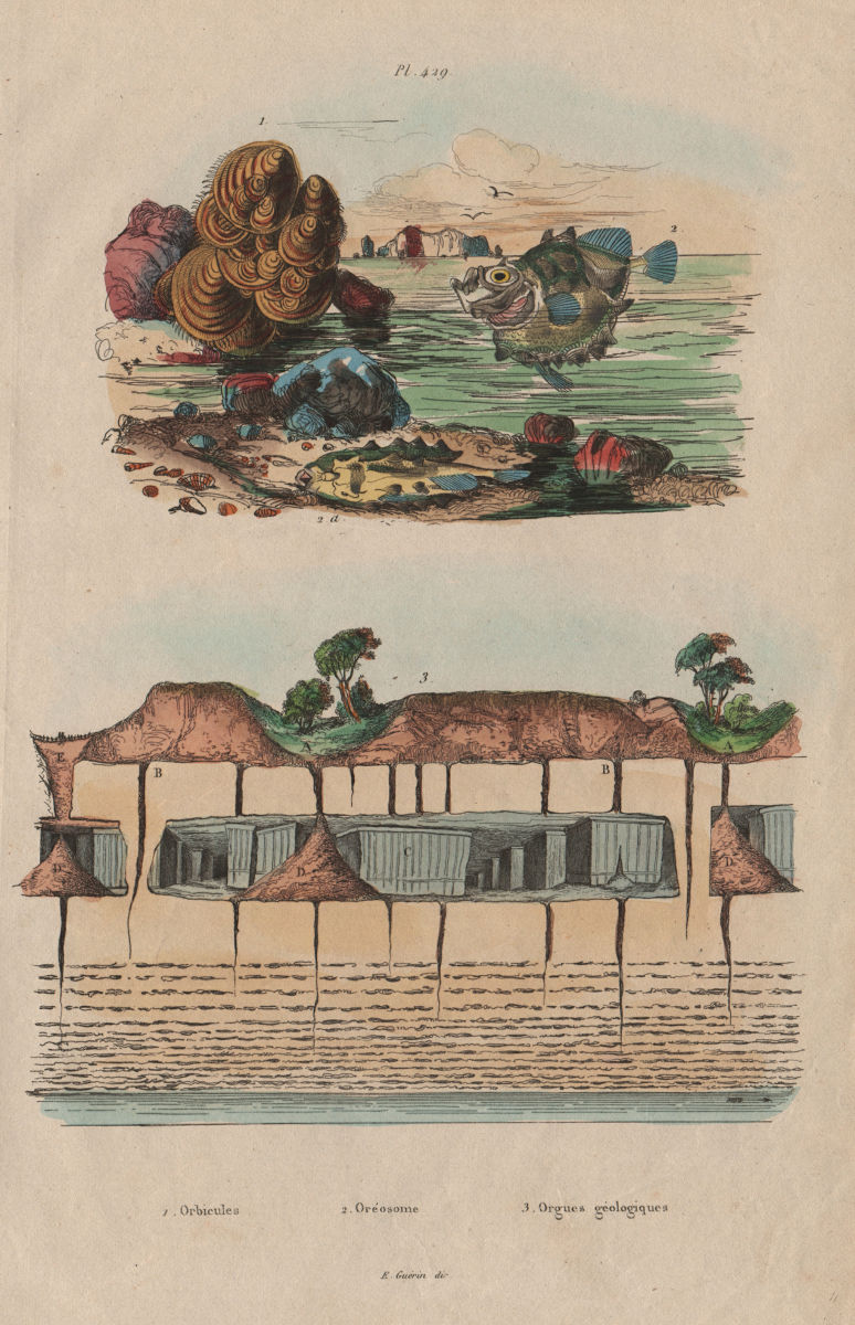 Orbicules (Pebbles). Oreosoma atlanticum (Ox-eyed oreo). Basalt columns 1833